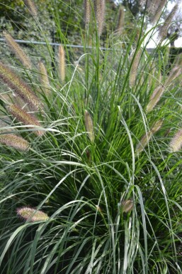 Pennisetum alopecuroides 'Magic'