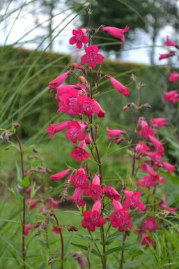 Penstemon 'Andenken an F. Hahn'