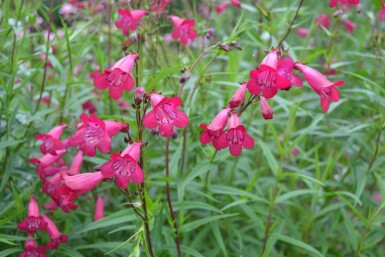 Penstemon 'Andenken an F. Hahn'