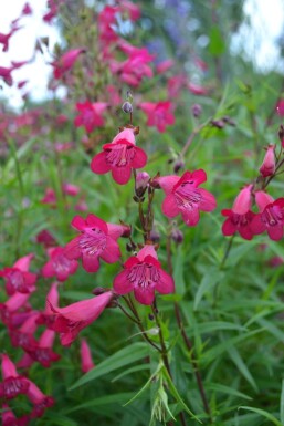 Penstemon 'Andenken an F. Hahn'