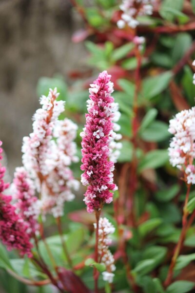 Persicaria affinis 'Darjeeling Red' Persicaria affinis 'Darjeeling Red'