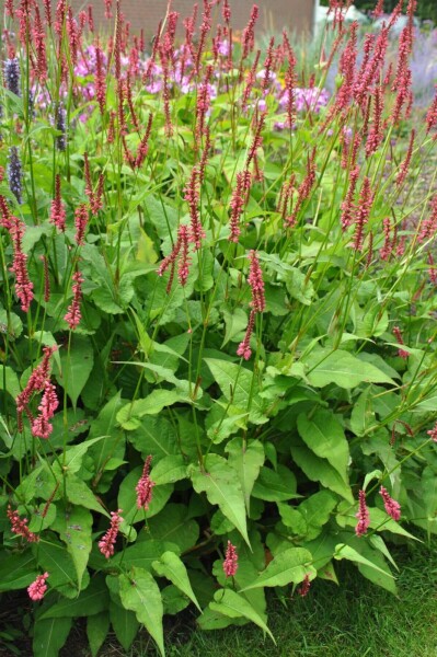 Persicaria amplexicaulis 'Speciosa'