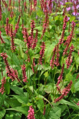 Persicaria amplexicaulis 'Speciosa'