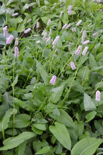 Persicaria bistorta 'Superba' Persicaria bistorta 'Superba'