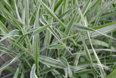 Phalaris arundinacea 'Picta'