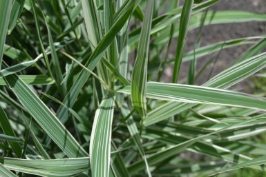 Phalaris arundinacea 'Picta'