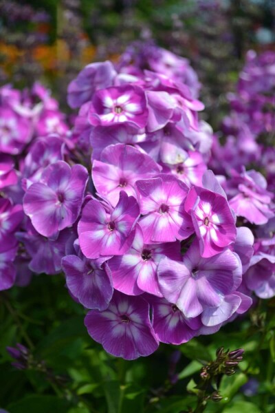 Phlox paniculata 'Laura' Phlox paniculata 'Laura'