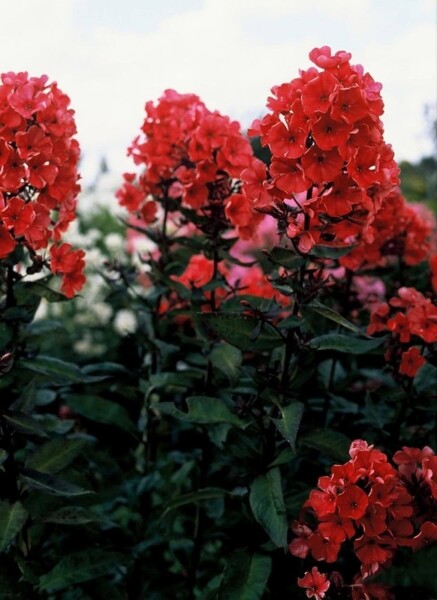 Phlox paniculata 'Starfire' Phlox paniculata 'Starfire'