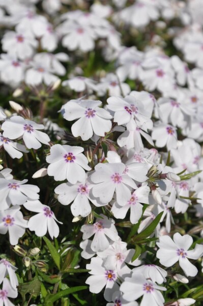 Phlox subulata 'Amazing Grace' Phlox subulata 'Amazing Grace'