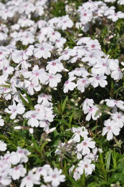 Phlox subulata 'Amazing Grace'