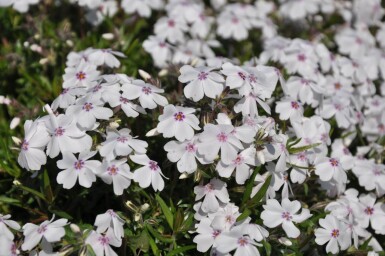 Phlox subulata 'Amazing Grace'