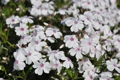 Phlox subulata 'Amazing Grace'