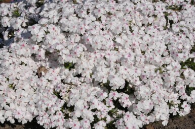 Phlox subulata 'Amazing Grace'