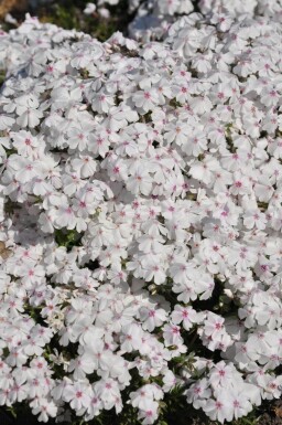 Phlox subulata 'Amazing Grace'