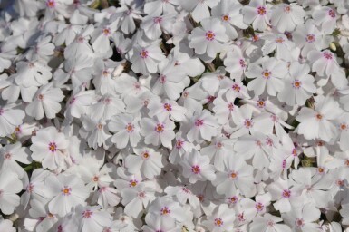 Phlox subulata 'Amazing Grace'