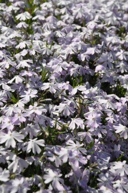 Phlox subulata 'Emerald Cushion Blue'