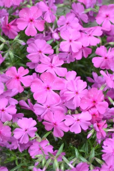 Phlox subulata 'Mac Daniel's Cushion' Phlox subulata 'Mac Daniel's Cushion'