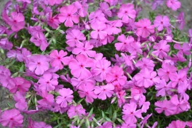 Phlox subulata 'Mac Daniel's Cushion'