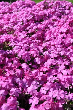 Phlox subulata 'Mac Daniel's Cushion'