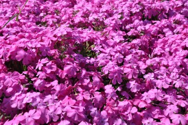 Phlox subulata 'Mac Daniel's Cushion'