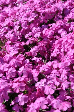 Phlox subulata 'Mac Daniel's Cushion'