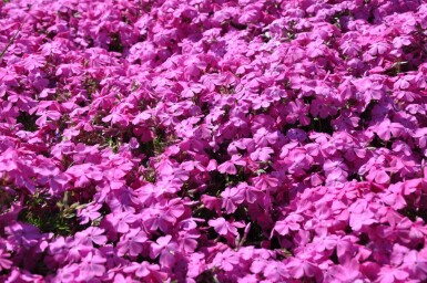 Phlox subulata 'Mac Daniel's Cushion'