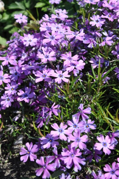 Phlox subulata 'Purple Beauty' Phlox subulata 'Purple Beauty'