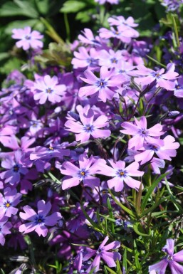 Phlox subulata 'Purple Beauty'