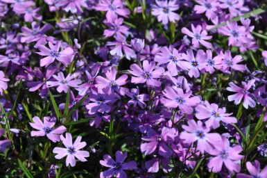 Phlox subulata 'Purple Beauty'