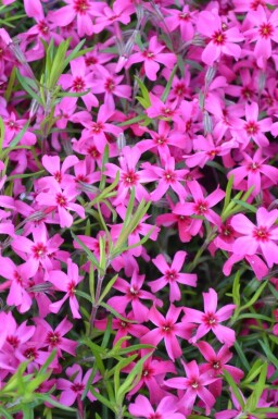 Phlox subulata 'Scarlet Flame'