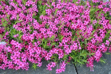 Phlox subulata 'Scarlet Flame'