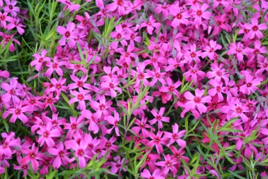 Phlox subulata 'Scarlet Flame'