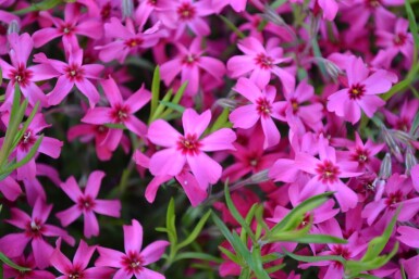 Phlox subulata 'Scarlet Flame'