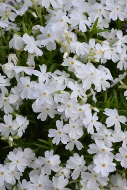 Phlox subulata 'White Delight'