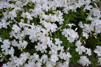 Phlox subulata 'White Delight'