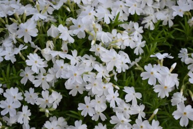 Phlox subulata 'White Delight'