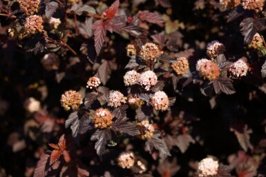 Physocarpus opulifolius 'Lady in Red' Strauch 20-30 cm