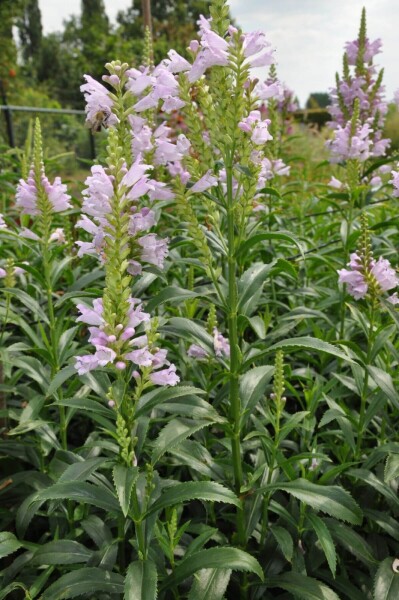 Physostegia virginiana 'Bouquet Rose' Physostegia virginiana 'Bouquet Rose'
