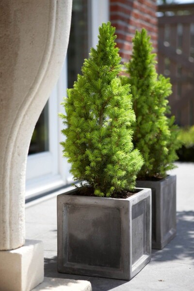 Picea glauca 'Conica Perfecta'