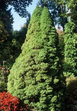 Picea glauca 'Conica Perfecta'