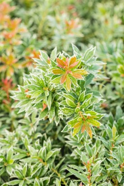 Pieris japonica 'Little Heath' C2 15-20