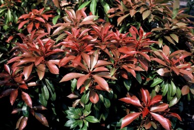 Pieris Japonica 'Mountain Fire'