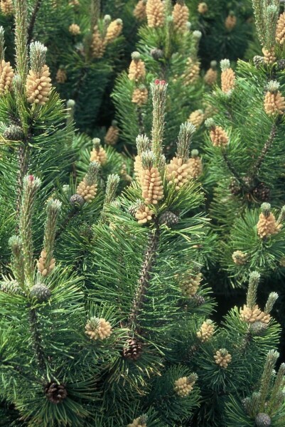 Pinus mugo mughus