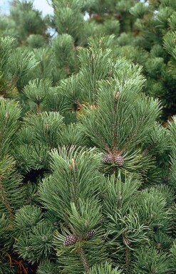 Pinus mugo mughus