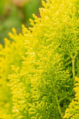 Platycladus orientalis 'Aurea Nana' arbuste 20-30 cm