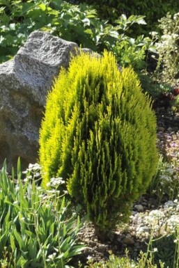 Platycladus orientalis 'Aurea Nana' arbuste 20-30 cm