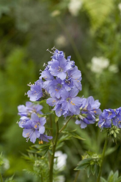 Polemonium caeruleum Polemonium caeruleum