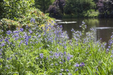 Polemonium caeruleum