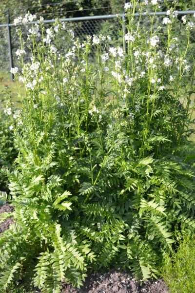 Polemonium caeruleum 'Album' Polemonium caeruleum 'Album'