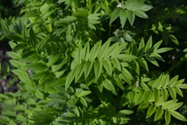 Polemonium caeruleum 'Album'